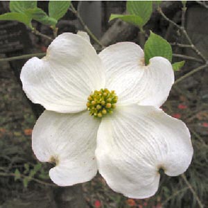 Dogwood Cornus spp